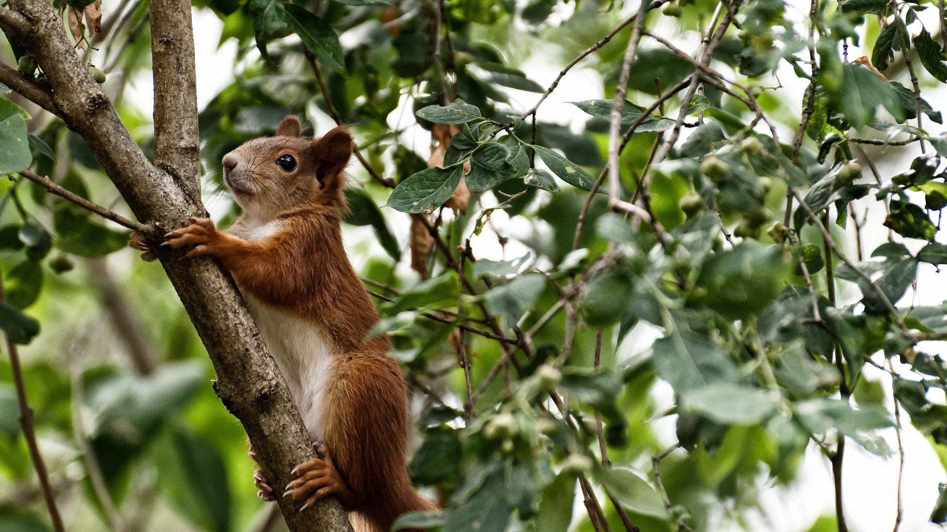 从大国外交到绿茵规则，当瑞典压制挪威遇见姆巴佩成为关键先生