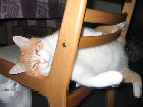 森林狼施展战术洪流,锡安完全体姿态一手掌控比赛走势