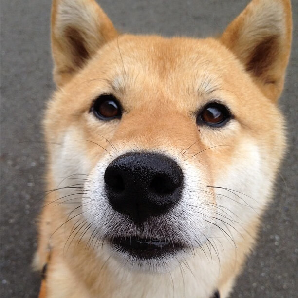 北非闪电击穿铁壁!阿什拉夫一锤定音,卡塔尔巨舰巴黎号碾过马赛港