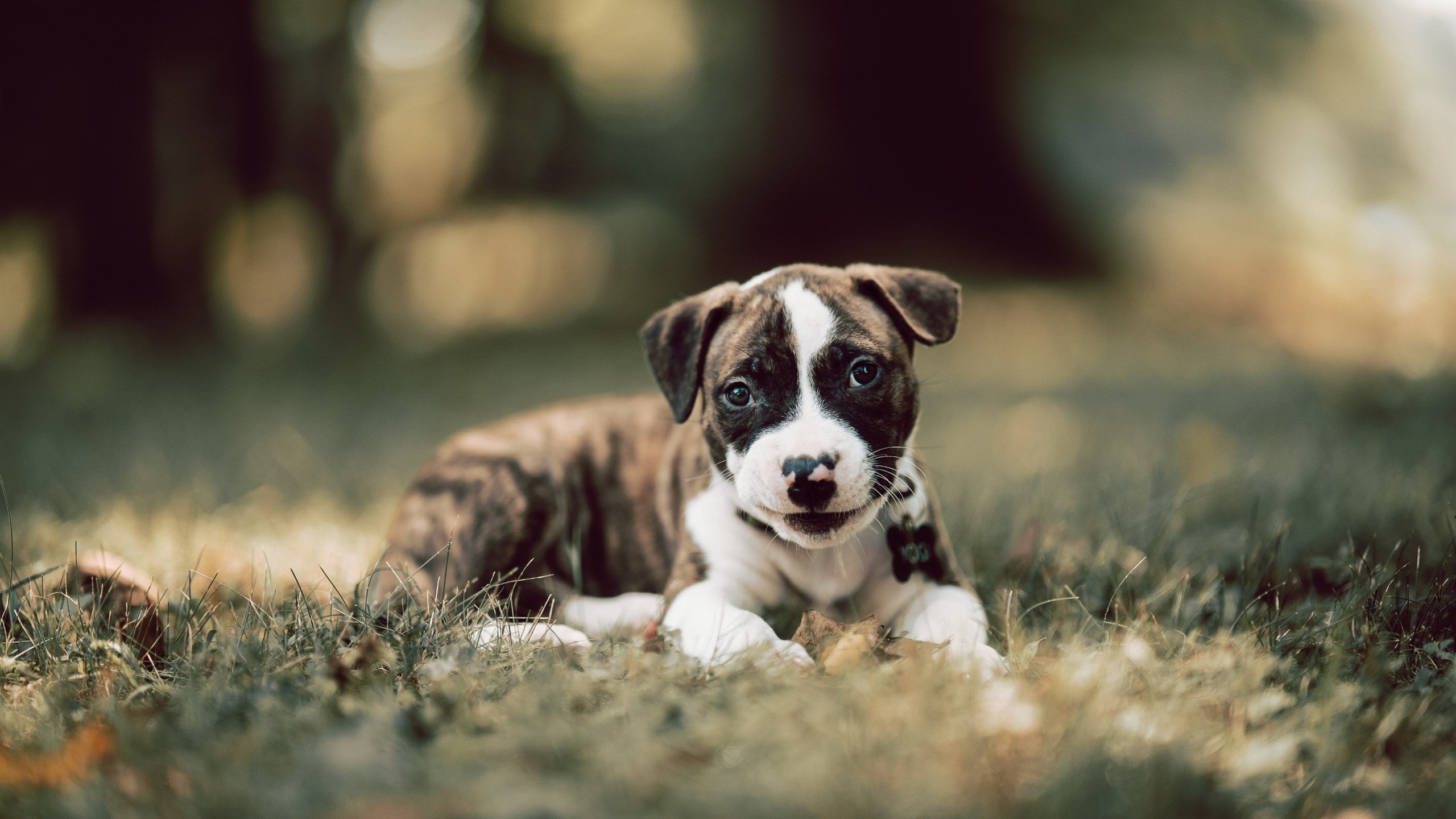 当东方巨龙遇上西方骄阳，德罗赞压制级发挥助太阳队照亮北京之夜