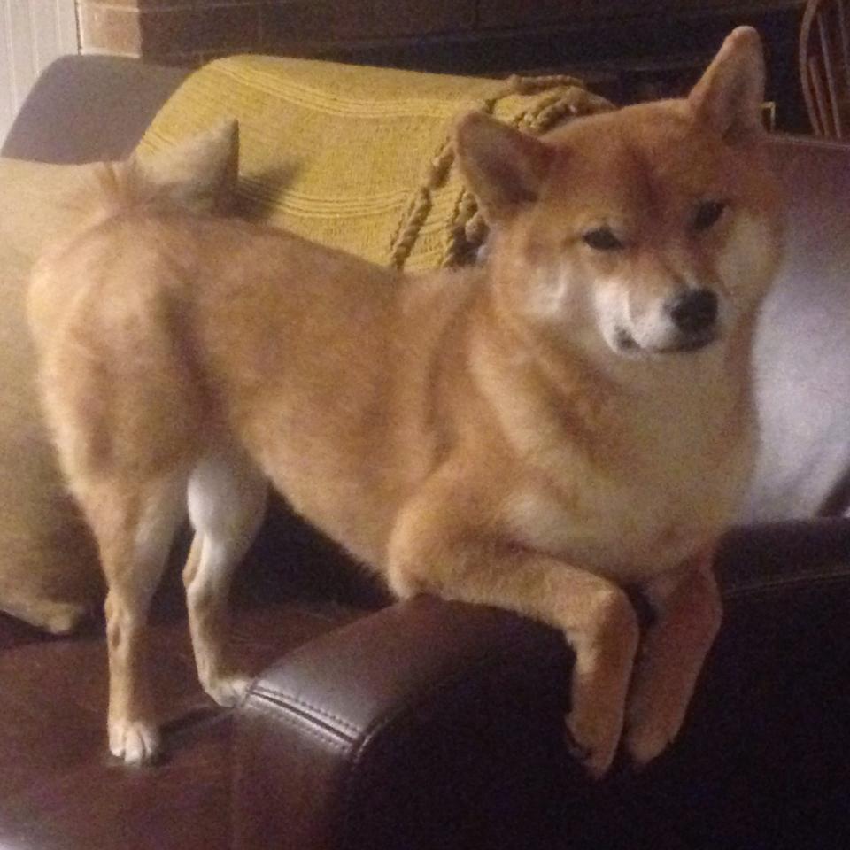 唯一且不可复刻的夜晚,奥利维耶如何用一场比赛定义完美