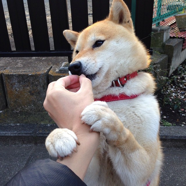 当范戴克以棋盘大师之姿执掌防线,摩纳哥的利刃如何刺穿比利时的心脏—一场超越国界的战术演绎