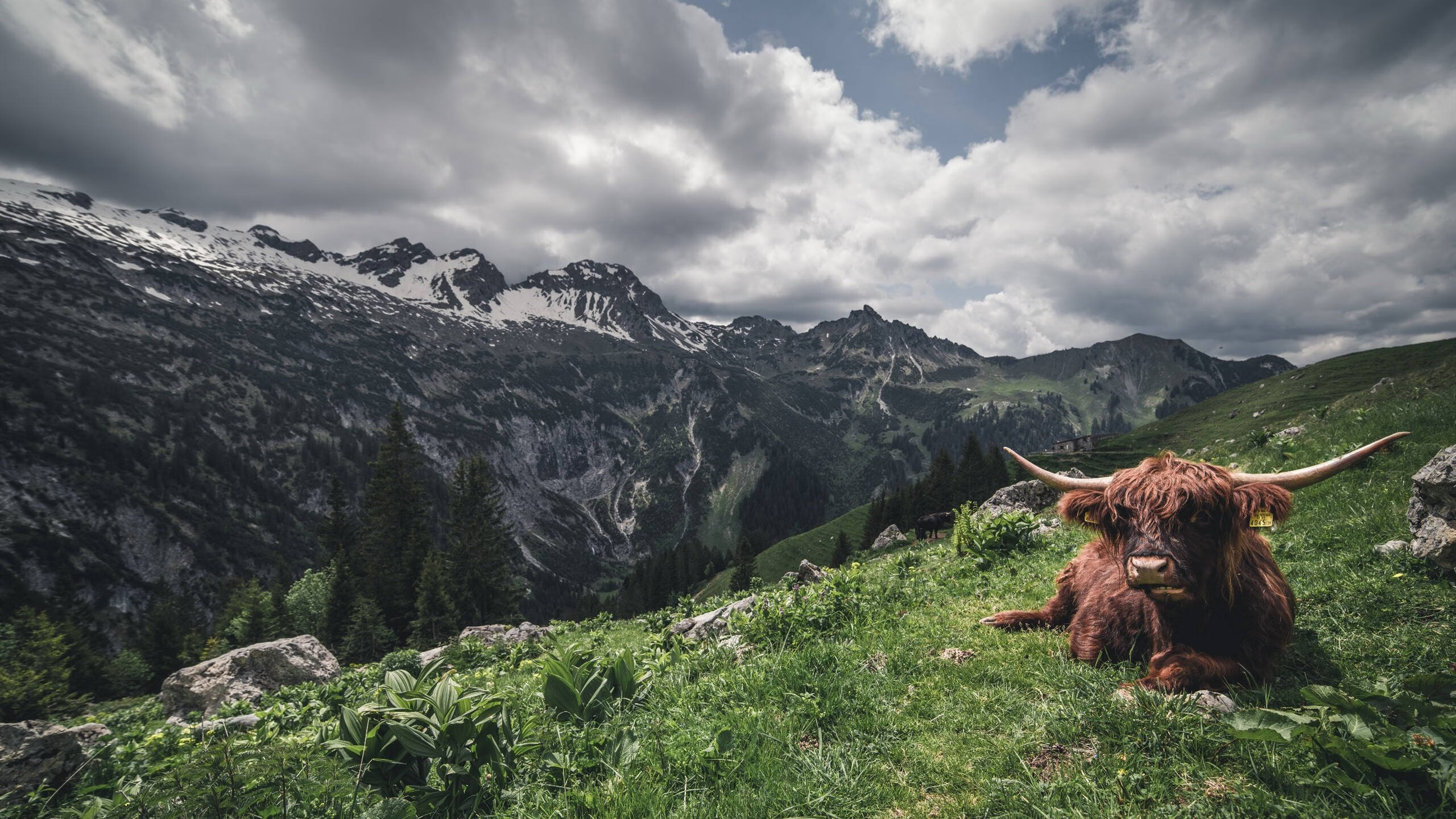 上帝按下暂停键,当约基奇穿越到东决完成自我救赎