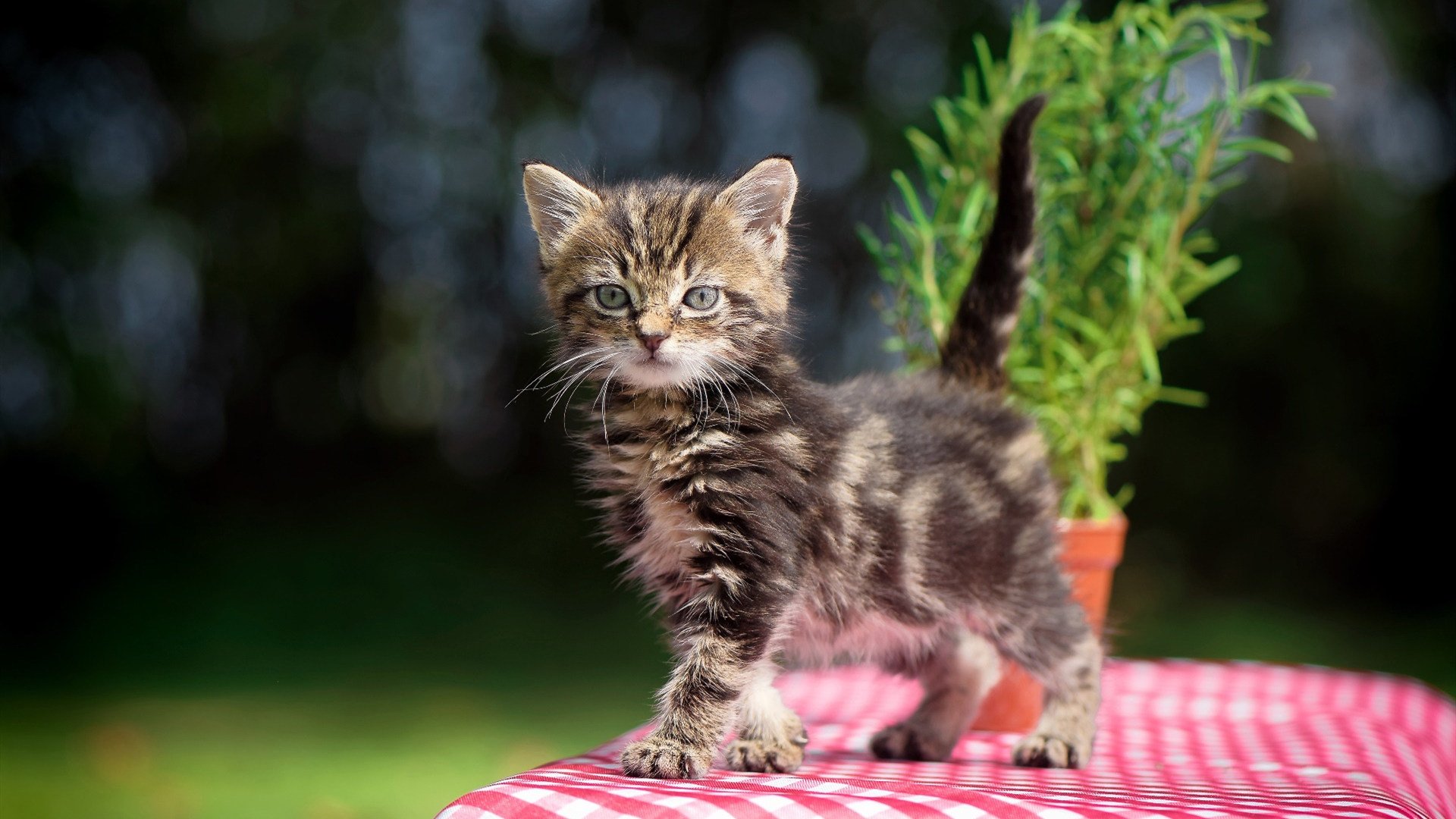 唯一弱点与唯一焦点，当曼城的王者缺陷被坎特颠覆