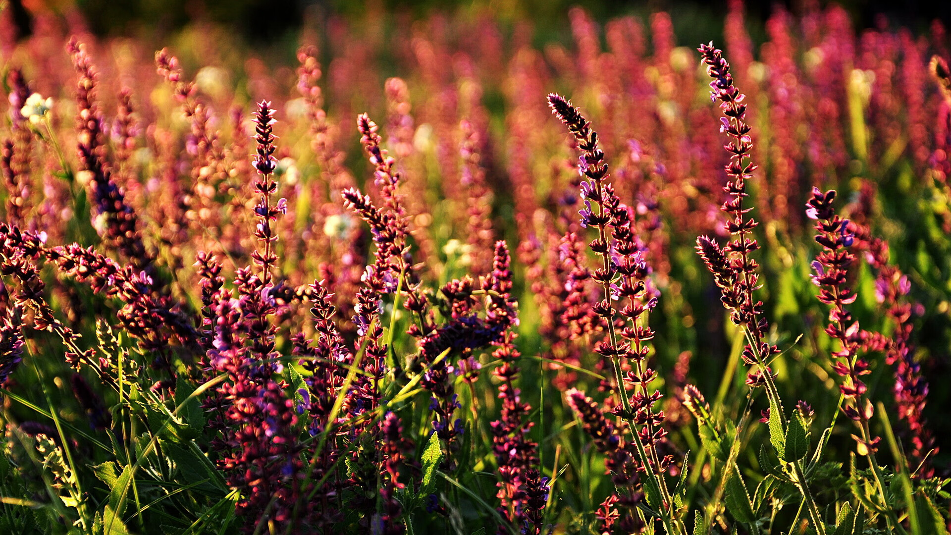 当利拉德的光芒照亮另一个战场
