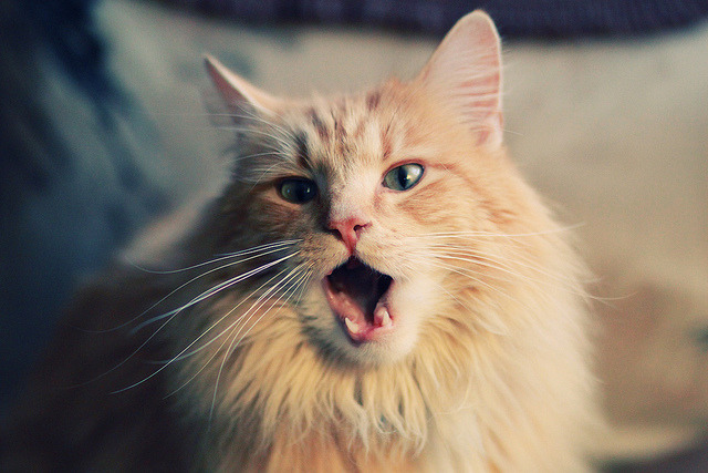 三个扩展方向供选择）