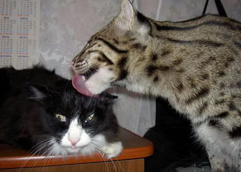 暗夜追猎,拉文如何以持续杀伤改写F1年度争冠之夜