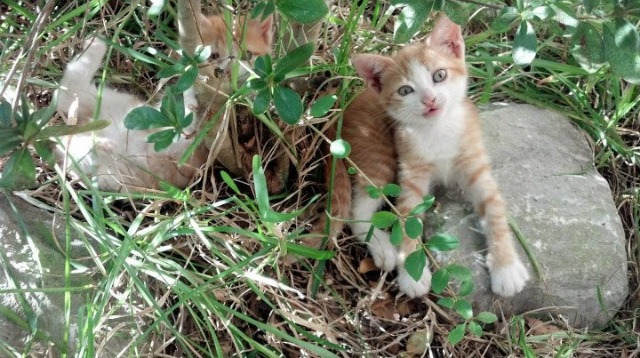 铁血穿越时空，新疆队魂附体霍勒迪，意甲焦点战上演灵魂接管