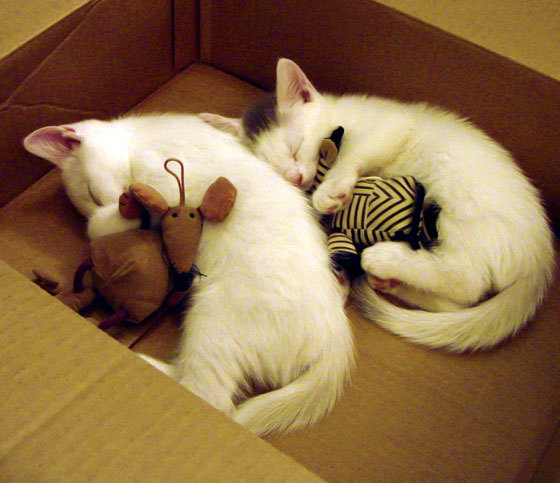 跨界巅峰，卡塞米罗F1惊世首秀与马赛安哥拉绿茵对决