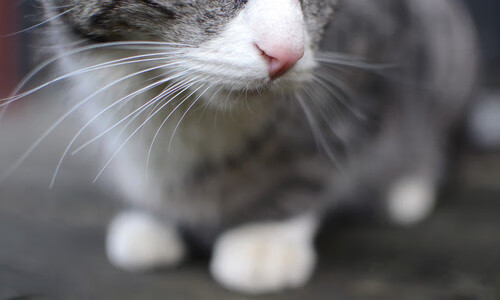 世界排名争夺战之夜，当死神杜兰特在东京镰仓小学篮球馆亮出镰刀