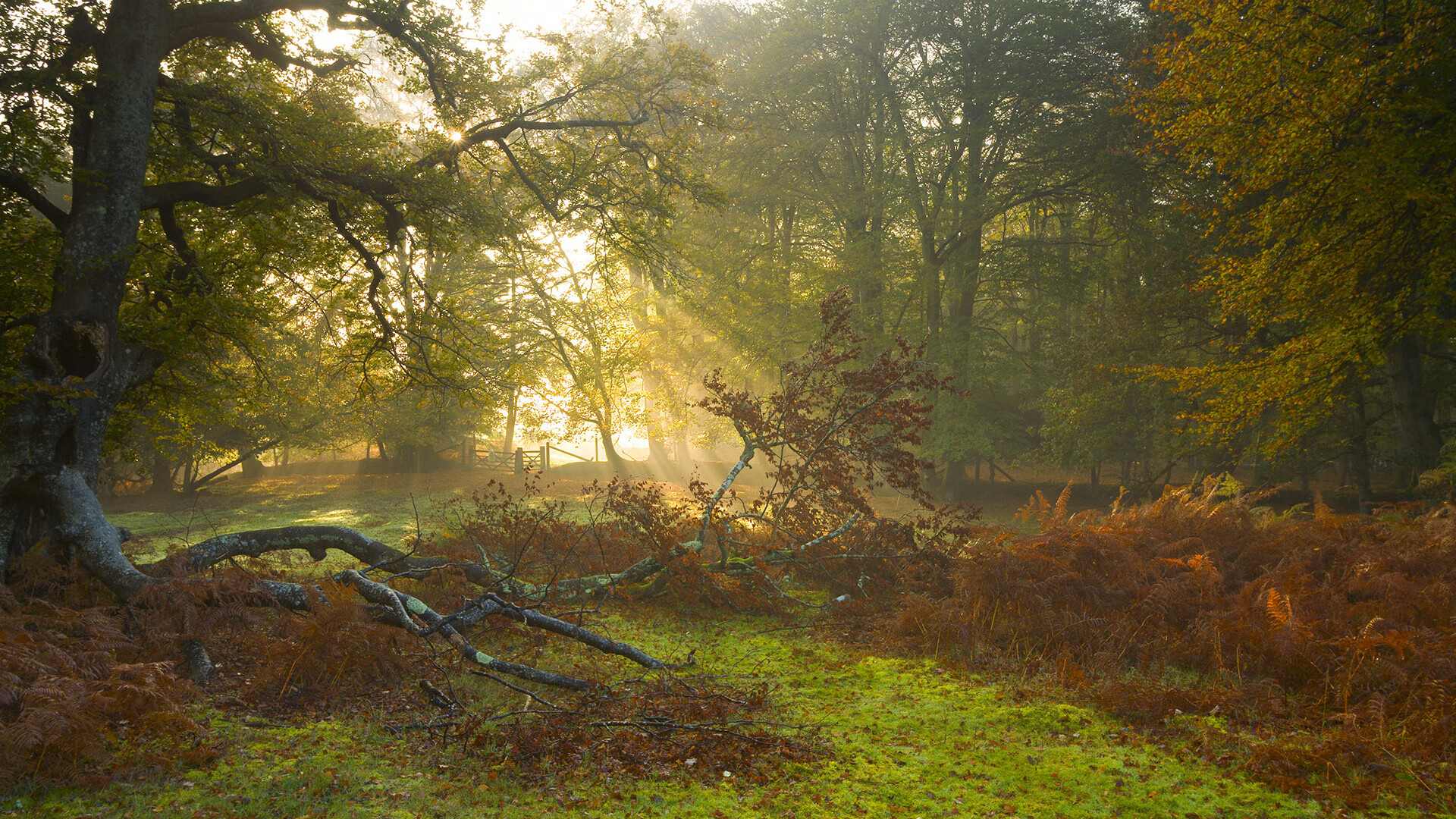 聚光灯外，武切维奇在湖火大战的轰鸣中，诠释何为真正的大舞台表演者
