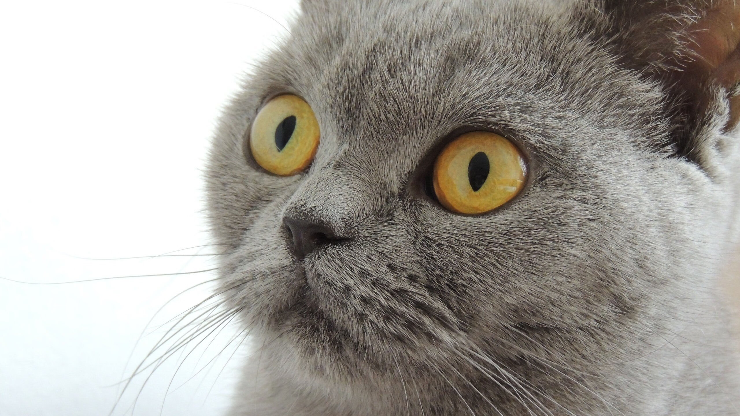 诸神的黄昏，当足球的混沌冲垮钟表的齿轮