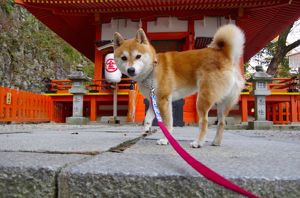 美加墨世界杯焦点战在篮球场重演，广厦队狂胜广东队