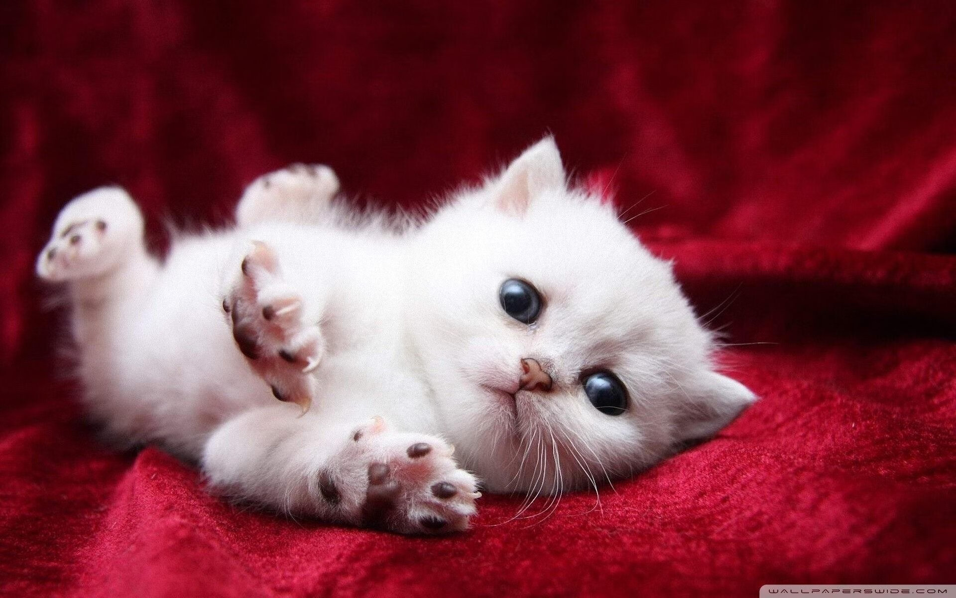 当亚特兰大斩落秘鲁之时，福登正在德甲接管争冠战