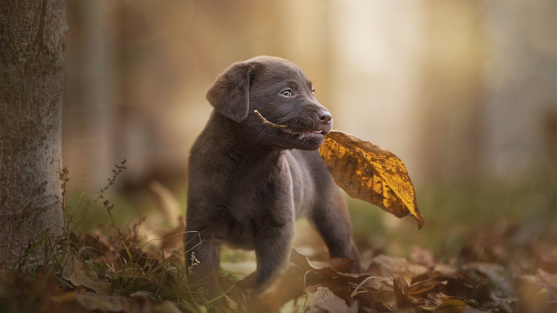 沙盘推演，爵士用精准计算摧毁传统意志，一场奥运周期前的关键预演