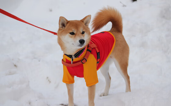 拉梅洛的满分答案，当NBA遇见上海队，一次降维打击后的温柔
