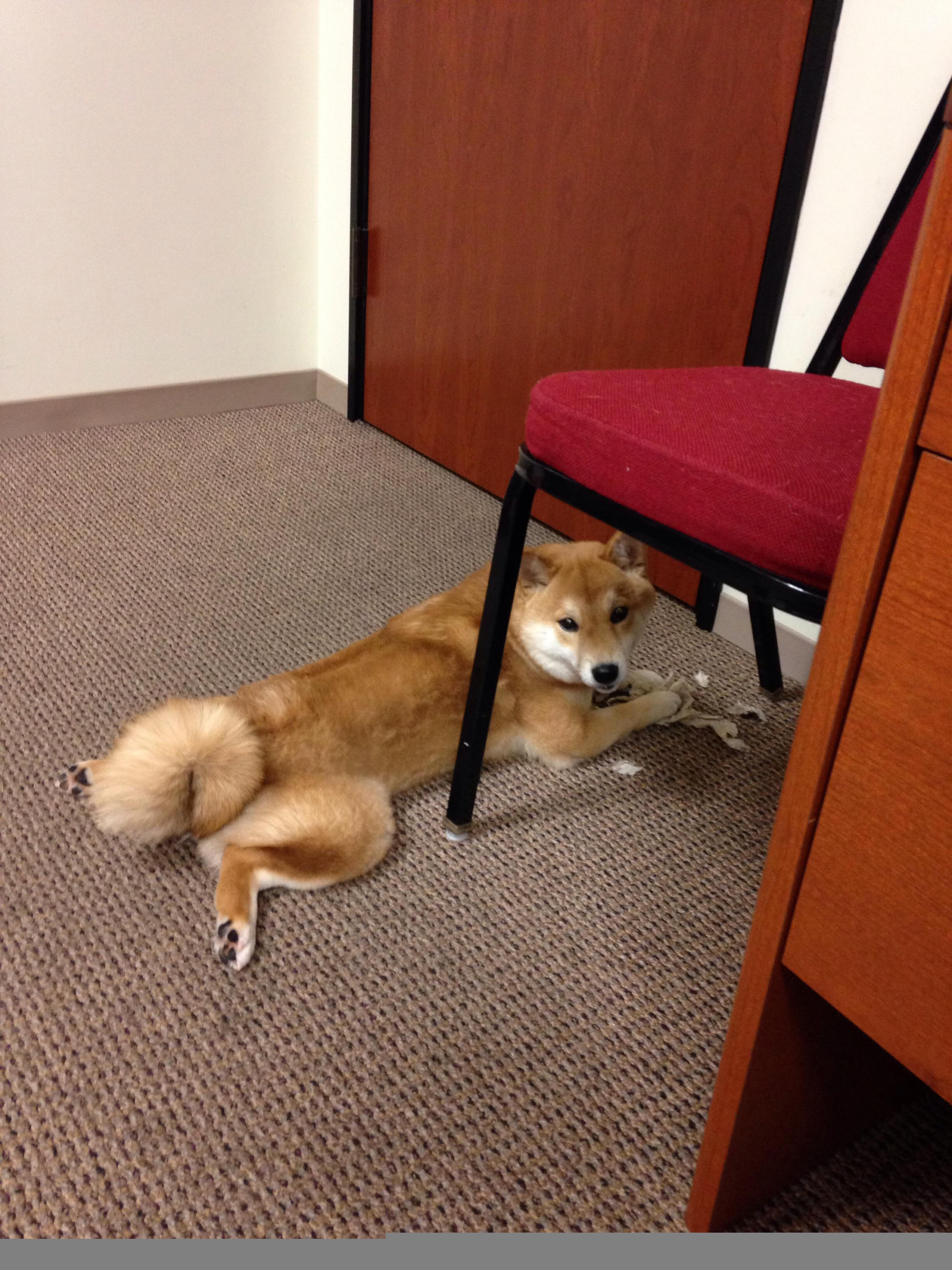 时空裂隙中的绿茵倒影，当卡塞米罗身披蓝白战袍，阿根廷在平行宇宙中打穿摩纳哥