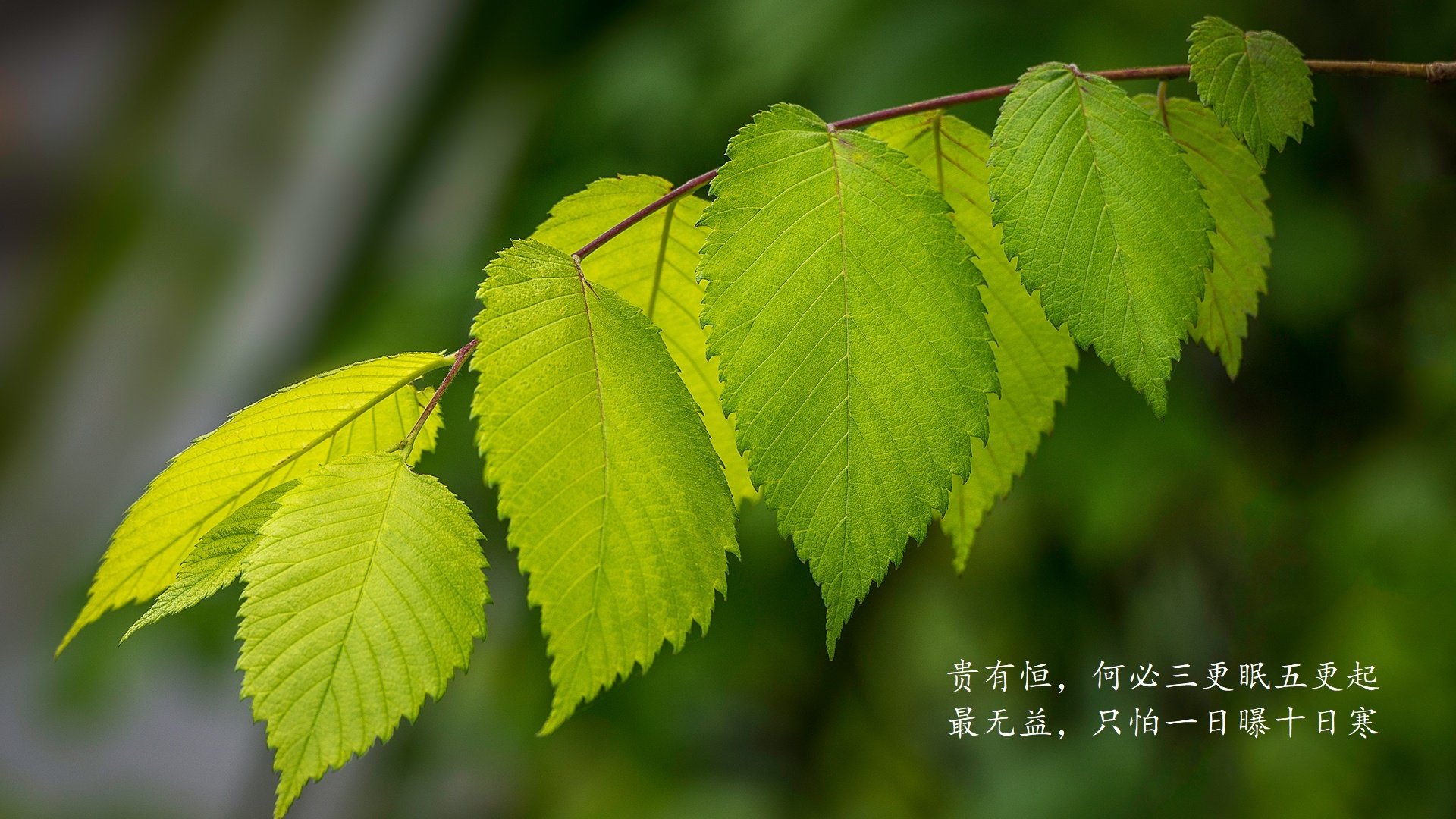 桑托斯之矛破高卢之盾，2026世界杯揭幕战，巴西血洗法国上演节奏风暴