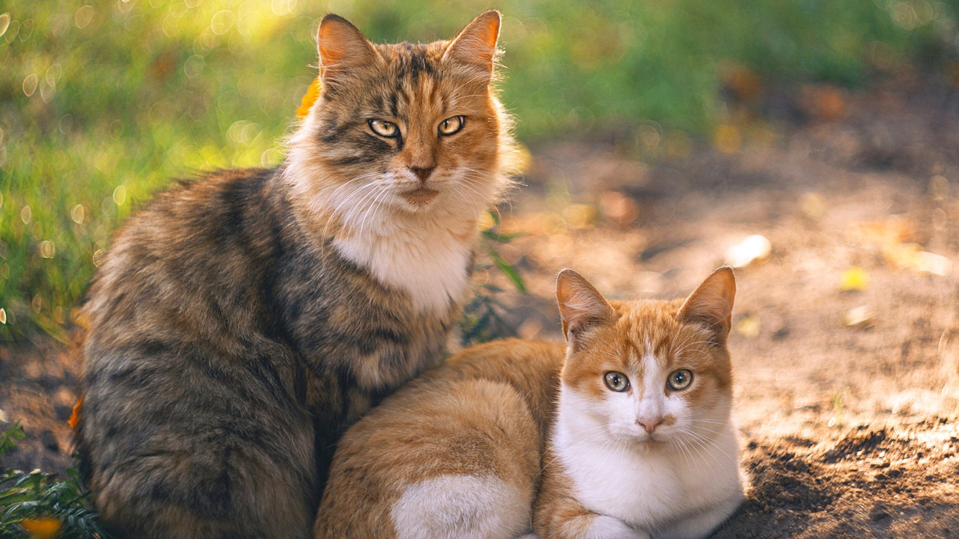 沉默的猎手，阿方索·戴维斯的致命节奏，如何让格子军团在平静中窒息